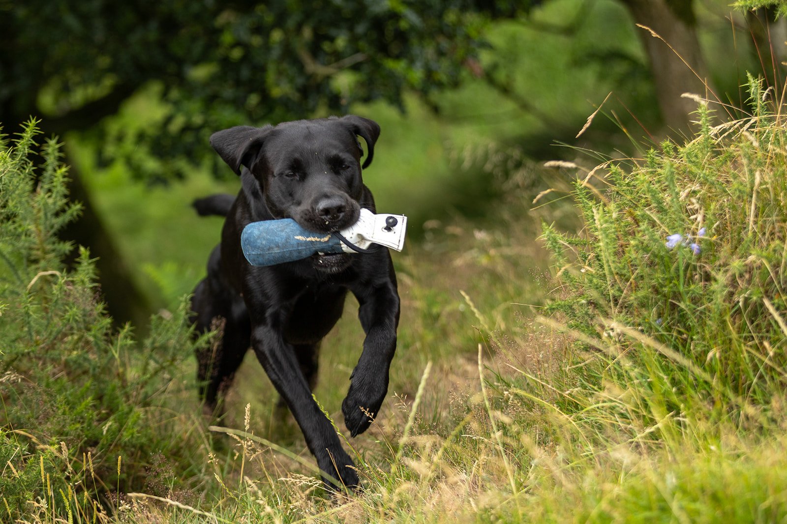 Completely Gundogs 22nd July 2025